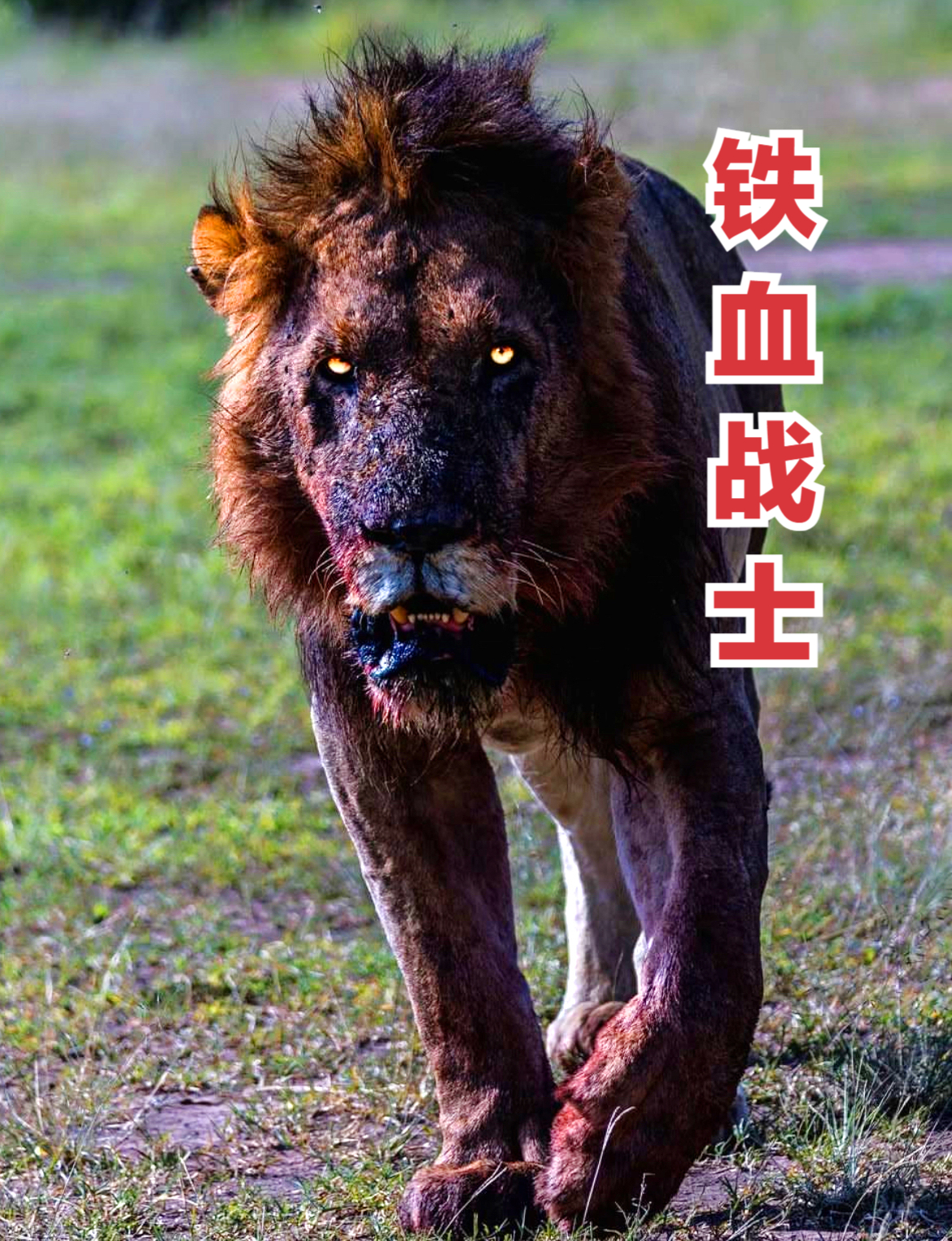 爱游戏中国官网-关于英格兰雄狮咆哮，横扫苏格兰，所向披靡的信息